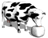 cow_licking_salt_mw.gif