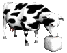 cow_licking_salt_mc.gif