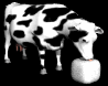 cow_licking_salt_mb.gif