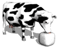 cow_licking_salt_lw.gif