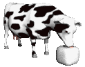 cow_licking_salt_lc.gif