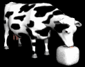 cow_licking_salt_lb.gif