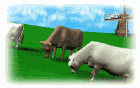 cattle_chewin_mw.gif