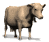 brown_cow_looking_sw.gif