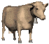 brown_cow_looking_sc.gif