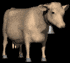 brown_cow_looking_sb.gif