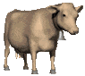 brown_cow_looking_mc.gif