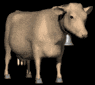 brown_cow_looking_mb.gif