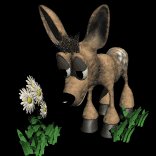 fawn_smelling2_lb.gif