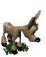 fawn_bashful_sc.gif