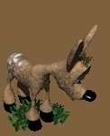 fawn_bashful_lc.gif