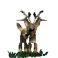 deers_lovebirds_sc.gif