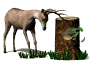 deer_rubbinantlers_tr_a_sw.gif