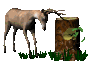 deer_rubbinantlers_tr_a_sc.gif