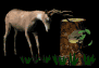 deer_rubbinantlers_tr_a_sb.gif