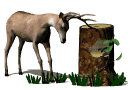 deer_rubbinantlers_tr_a_mw.gif