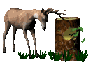 deer_rubbinantlers_tr_a_mc.gif