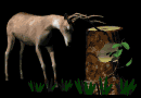 deer_rubbinantlers_tr_a_mb.gif