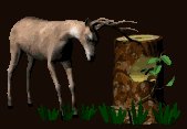 deer_rubbinantlers_tr_a_lc.gif