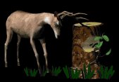 deer_rubbinantlers_tr_a_lb.gif