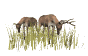 deer_closeup_feeding_sw.gif