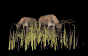 deer_closeup_feeding_sb.gif