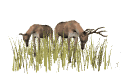 deer_closeup_feeding_mw.gif