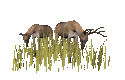 deer_closeup_feeding_mc.gif