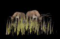 deer_closeup_feeding_mb.gif