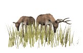 deer_closeup_feeding_lw.gif