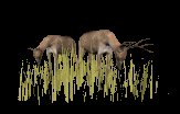 deer_closeup_feeding_lc.gif