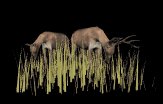 deer_closeup_feeding_lb.gif