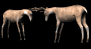 deer_bucktango_sb.gif