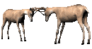 deer_bucktango_mc.gif