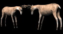 deer_bucktango_mb.gif