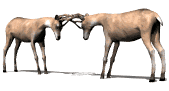 deer_bucktango_lw.gif