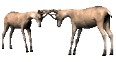 deer_bucktango_lc.gif