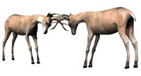 deer_bucktango_hr.jpg