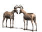 buckterritory_fighting_sw.gif