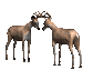 buckterritory_fighting_sc.gif