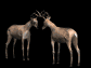 buckterritory_fighting_sb.gif