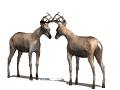 buckterritory_fighting_mw.gif