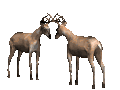 buckterritory_fighting_mc.gif