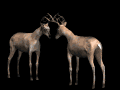 buckterritory_fighting_mb.gif