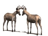 buckterritory_fighting_lw.gif