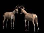 buckterritory_fighting_lc.gif