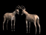 buckterritory_fighting_lb.gif