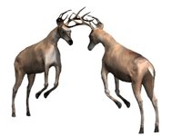buckterritory_fighting_hr.jpg