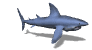 shark_swim_mw.gif