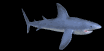 shark_swim_mb.gif